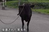 「【無事保護】脱走の“黒毛牛”（600kg）　2日ぶりに発見・保護　けが人なし　新潟・佐渡市」の画像1