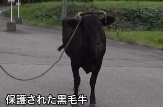 【無事保護】脱走の“黒毛牛”（600kg）　3日ぶりに発見・保護　けが人なし　新潟・佐渡市