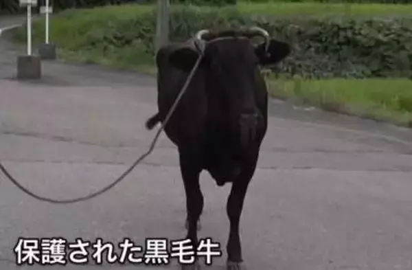 【無事保護】脱走の“黒毛牛”（600kg）　2日ぶりに発見・保護　けが人なし　新潟・佐渡市