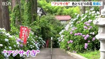 佐渡の名刹「蓮華峰寺」17種7000株のアジサイ見ごろに　「心が洗われるよう…」