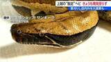 「ホームセンターから姿を消した全長1m超のヘビ　警察・店舗の捜索続くも発見には至らず　新潟・上越市」の画像1