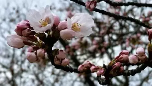 「桜『ソメイヨシノ』新潟市で平年より8日早く“開花宣言”も 前線を伴った低気圧で天気のすぐれない4月のはじめ【全国の週間天気予報図も掲載】」の画像