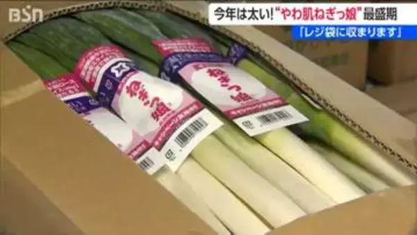 アイドルグループNegicco誕生のきっかけ『やわ肌ねぎっ娘』は「エコバッグに丁度良い」新潟・五泉市
