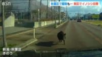 連日イノシシ出没の新潟市　きのう秋葉区で1頭駆除も深夜には東区でも