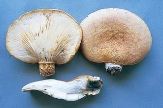 「ツキヨタケ」による被害確認　新潟県で例年より早く「毒キノコ食中毒発生注意報」発令