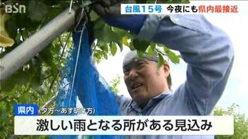 台風15号接近「ようやく平年収穫量なので なんとか被害防ぎたい」サッカー場より広い梨果樹園に“防風ネット” 新潟県加茂市