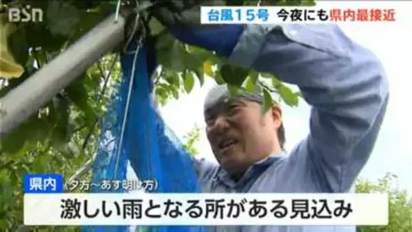 台風15号接近「ようやく平年収穫量なので なんとか被害防ぎたい」サッカー場より広い梨果樹園に“防風ネット” 新潟県加茂市