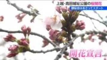 〝日本三大夜桜〟去年は50万人超来場！　高田城址公園で桜開花宣言　新潟・上越市