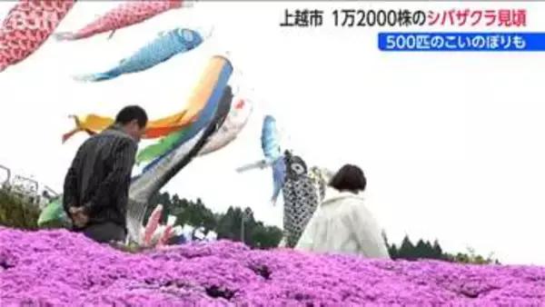 1万2000株の芝桜×こいのぼりの共演『いたくら芝桜まつり』 “花のじゅうたん”が見ごろに　新潟・上越市