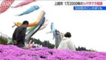 1万2000株の芝桜×こいのぼりの共演『いたくら芝桜まつり』 “花のじゅうたん”が見ごろに　新潟・上越市