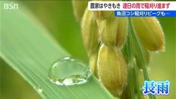 『魚沼産コシヒカリ』稲刈りピークも雨で収穫難航 　6割残す農家「焼け米や着色が心配」　品質低下に懸念　新潟・南魚沼市