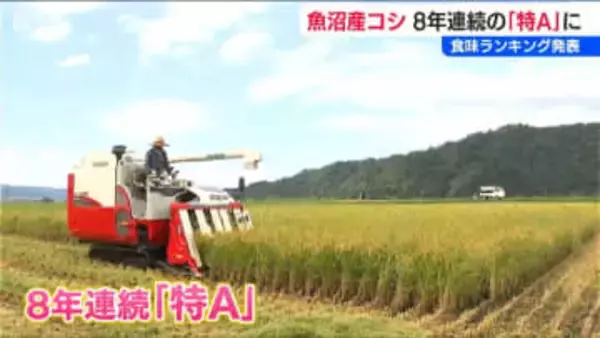 2025年産『魚沼コシヒカリ』が8年連続で最高ランクの“特A”評価【米の食味ランキング】