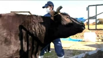 「のびのび過ごせたんじゃないかな」放牧場から繁殖牛が下牧　10頭が妊娠し出産準備へ　新潟・佐渡市