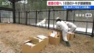 「羽ばたけ能登の空に」佐渡以外で初のトキ放鳥　野生の環境に慣らすトレーニング『順化訓練』始まる