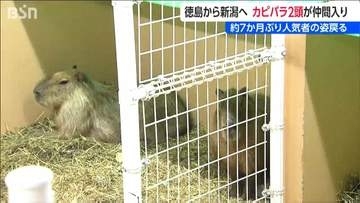 「７か月間主のいなかった部屋に新たにカピバラ2頭仲間入り」　新潟市 動物ふれあいセンター