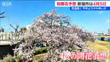 「今年の桜は4月5日【開花予想日】新潟市中央区」の画像1
