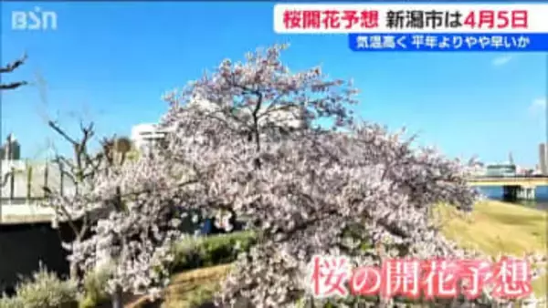 今年の桜は4月5日【開花予想日】新潟市中央区