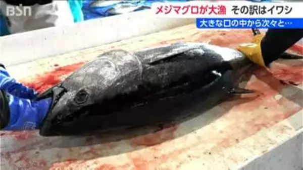 両津湾にマグロの大群！背景に“イワシ”?! 水揚げ550本1kg1500円取引も漁師が漏らす「意外な本音」新潟・佐渡市