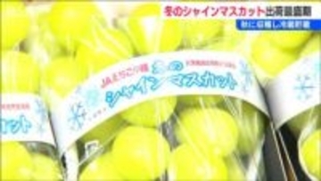 冬に味わうシャインマスカットの魅力「少ない中でおいしいものを味わって」出荷最盛期　新潟県三条市