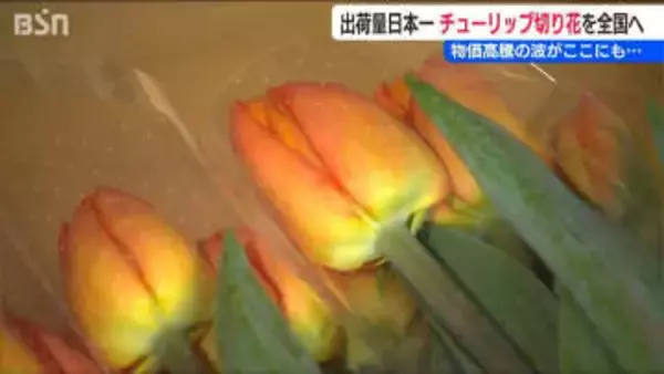ここにも物価高騰の波「笑顔のために真心こめて育ててきた」出荷量日本一の『チューリップ』“卒業シーズン”の今が最盛期　新潟県