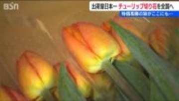 ここにも物価高騰の波「笑顔のために真心こめて育ててきた」出荷量日本一の『チューリップ』“卒業シーズン”の今が最盛期　新潟県