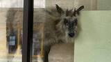 「『ニホンカモシカ』なぜ行内に？【動画あり】ショーウィンドウの中で前足を掻くしぐさ 市街地の銀行に居座るも特別天然記念物で動かせず　新潟・柏崎駅前」の画像1