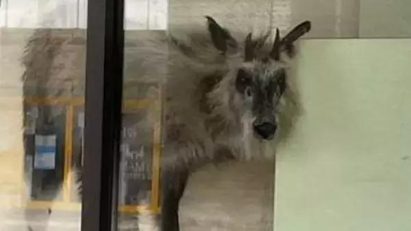 なぜ？『ニホンカモシカ』行内に【動画あり】ショーウィンドウの中で前足を掻くしぐさ 市街地の銀行に居座るも特別天然記念物で動かせず　新潟・柏崎駅前