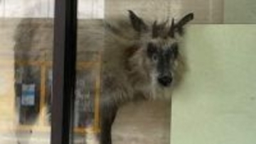 なぜ？　市街地・駅前の銀行にニホンカモシカ!?　 店内に居座るも特別天然記念物で動かせず……　新潟・柏崎市