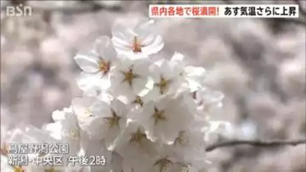 「ずっと散らないで欲しい…」　日本三大夜桜・高田城址公園で満開　平年より6日早く　雨上がり絶好のお花見日和に　新潟