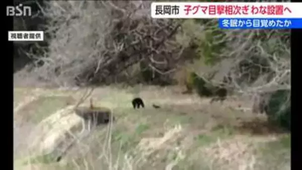 長岡市でクマの目撃相次ぎ捕獲用わなを設置　冬眠から覚め今月だけで12件の目撃情報