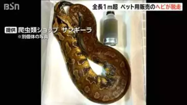 ホームセンターから全長1m超のヘビ脱走　毒なしもかみつかれる恐れ　近くの公園は一時閉園に　新潟・上越市