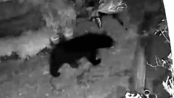 弾も「値上がり」猟友会は「高齢化」クマの出没は前年度比6.5倍に　新潟県三条市の“喫緊の課題”