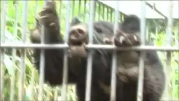 弾も「値上がり」猟友会は「高齢化」クマの出没は前年度比6.5倍に　新潟県三条市の“喫緊の課題”