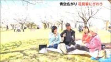 300本の桜が満開で「すばらしい！」青空広がり絶好の花見日和に　新潟県長岡市