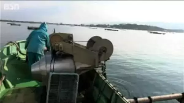 “最高品質”の『佐渡産カキ』広島産の不漁が伝えられるなか1kgあたり3000円での取引 水揚げは4月初旬まで　新潟・佐渡市加茂湖