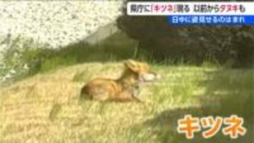 新潟県庁にキツネ！「寄生虫を持っている可能性も…」見かけた時は餌など与えず注意を