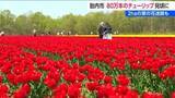 「GWも楽しめます！「胎内チューリップフェスティバル」　900品種・80万本見頃　菜の花 巨大迷路も登場　新潟・胎内市」の画像1