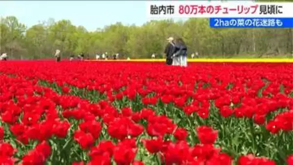 GWも楽しめます！「胎内チューリップフェスティバル」　900品種・80万本見頃　菜の花 巨大迷路も登場　新潟・胎内市