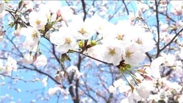 【ソメイヨシノ】50万人超が魅せられる“日本三大夜桜” 　高田城址公園の観桜会はじまる　桜のライトアップは19日(金)まで　新潟県上越市