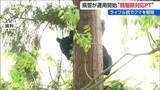 「「ライフル銃を使った駆除が可能に」新潟県警がクマ駆除対応プロジェクトチーム運用開始」の画像1