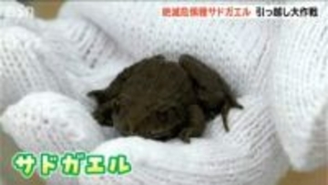 『サドガエル』引っ越し大作戦！ 区画整理工事の入る田んぼから“絶滅危惧種”を救え!!　新潟県佐渡市