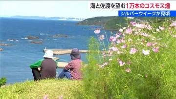 日本海と佐渡望む『佐渡見平コスモス畑』1万本が見頃  「心が穏やかになる」 公開は9月23日まで　新潟・柏崎市