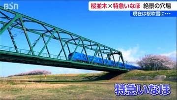 特急いなほ×荒川堤防の桜 知る人ぞ知る“穴場スポット”をドローン撮影　新潟・村上市