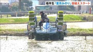 新潟県産米のトップバッター 極早生品種『葉月みのり』田植え始まる お盆前には収穫へ