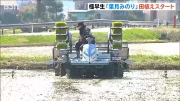 新潟県産米のトップバッター 極早生品種『葉月みのり』田植え始まる お盆前には収穫へ