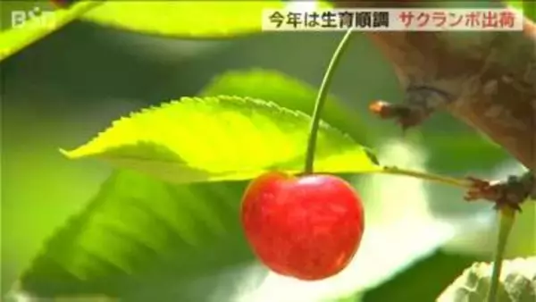 初夏の味覚【さくらんぼ】早生品種『高砂』は甘みと酸味のバランスが抜群 今年は生育も順調！新潟・聖籠町