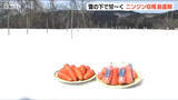 「雪の下で“越冬”して甘みやうま味が凝縮！『雪下にんじん』出荷最盛期　新潟・阿賀町」の画像1