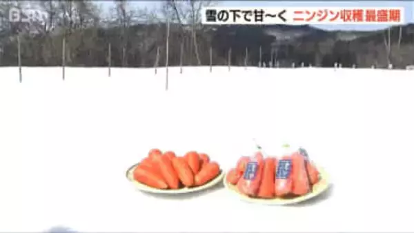 「雪の下で越冬し甘みやうま味が凝縮」　『雪下にんじん』出荷最盛期　新潟・阿賀町