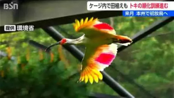 本州放鳥に向けたトキの訓練順調 ヒトがケージ内で長時間作業しても“落ち着いた様子” 佐渡島外での定着に期待