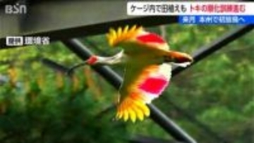 本州放鳥に向けたトキの訓練順調 ヒトがケージ内で長時間作業しても“落ち着いた様子” 佐渡島外での定着に期待